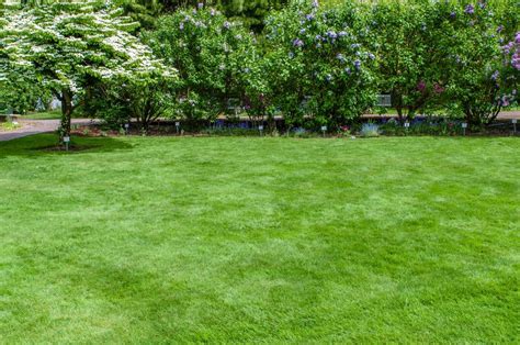 The Best Drought-Tolerant Grasses for Your Lawn