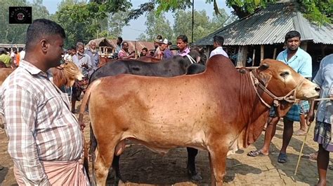 আজ শুক্রবার ২৭ অক্টো২৩ টপাটপ চট্টগ্রামের ব্যবসায়ীর মাংসের ওজন সহ ষাঁড় গরু কেনা আমবাড়ী