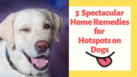 5 Spectacular Home Remedies For Hotspots On Dogs Youtube