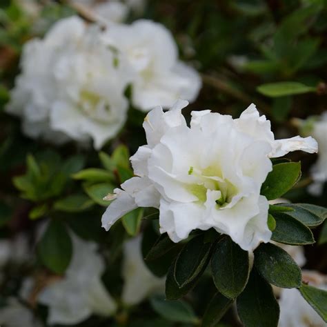 Perfecto Mundo® Double White Azalea | Plant Addicts