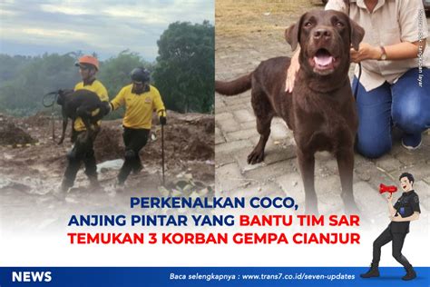 Trans Perkenalkan Coco Anjing Pintar Yang Bantu Tim Sar Temukan