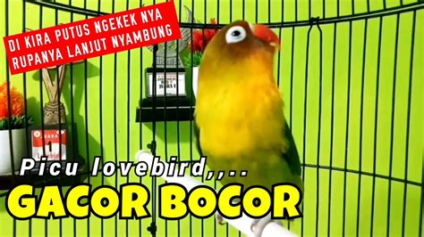 Pancingan Lb Fighter Ngekek Panjang Buat Pancingan Lovebird Biar Cepat