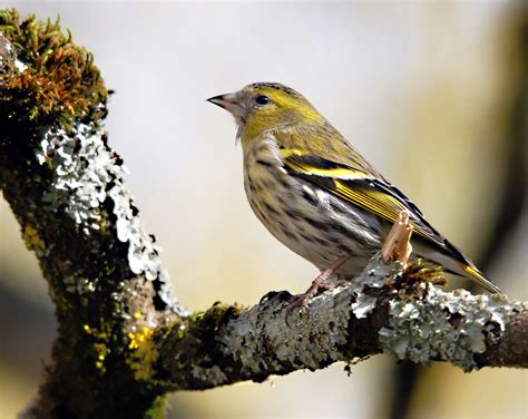 Tarin Des Aulnes Photo Et Image Animaux Animaux Sauvages Oiseaux