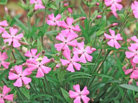 Silene Short and Sweet Wild Pinks for Sale | Rare Roots