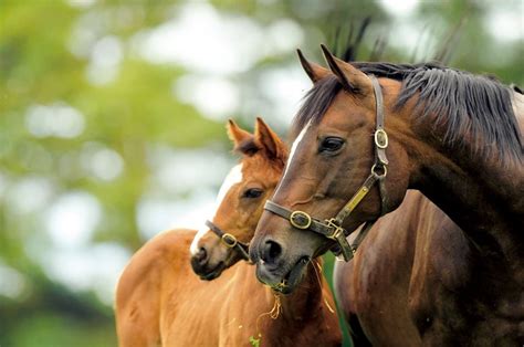 もう一つの海外挑戦 ウオッカ「最強牝馬の血の行方」 競馬 Number Web ナンバー