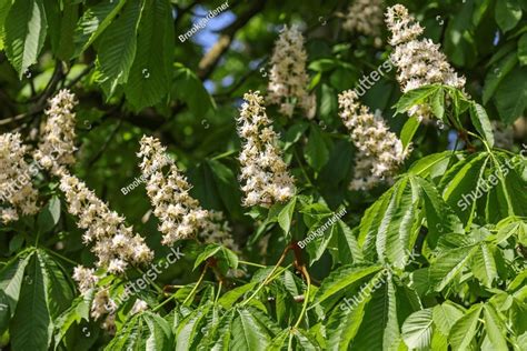 Aesculus Hippocastanum The Horse Chestnut Is A Flowering Plant In The