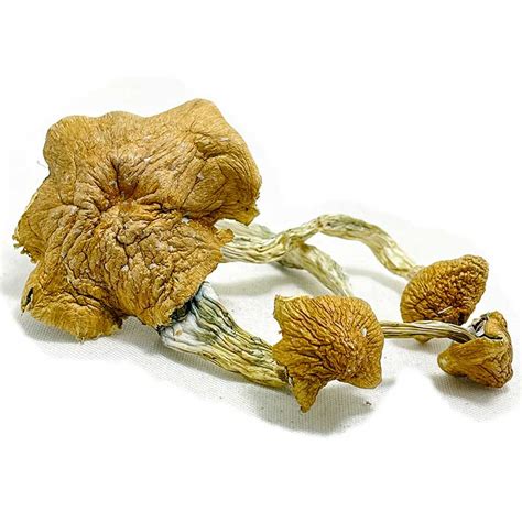 Thai Elephant Dung Magic Mushrooms Oregon Mushrooms Delivery