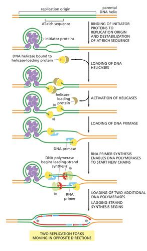 Chapter 5 Dna Replication Repair And Recombination Flashcards Quizlet