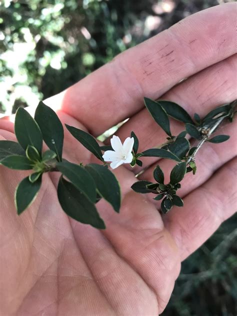 Plant Identification Closed Small White Flowering Shrub 1 By Tcarr777