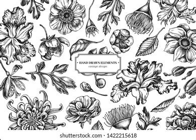 Floral Design Black White Menelaus Blue Stock Vector Royalty Free