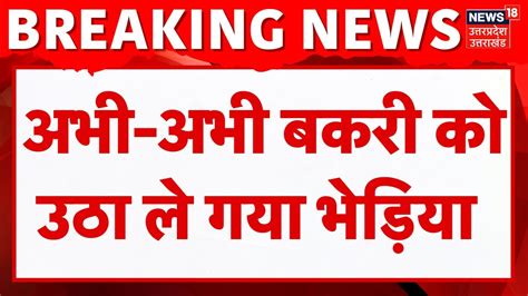 Wolf Attack In Bahraich Sitapur में भेड़िये ने किया हमला बकरी को भी