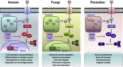 Calcium Calmodulin Calcineurin Signaling A Globally Conserved