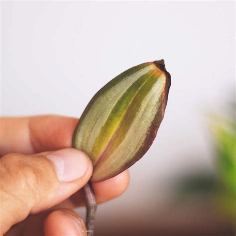 A Person Holding A Flower In Their Left Hand With The Petals Still