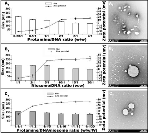 Vectors Characterization In Terms Of Particle Size Zeta Potential And