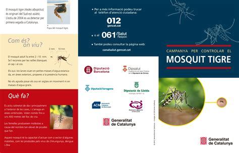 Campanya De Prevenci I Control Del Mosquit Tigre Web Oficial De L