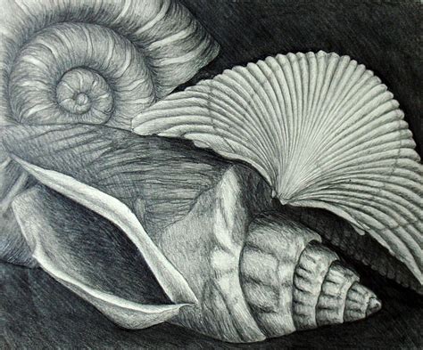 Shells Drawing by Nancy Mueller Drawing Projects, Drawing Lessons, Art Projects, Sketchbook ...