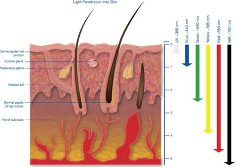 Light Tissue Interaction Depth Of Light Penetration Into Human