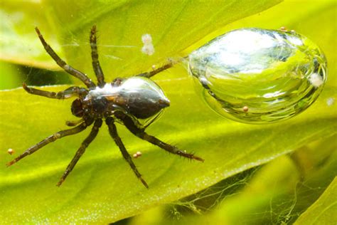 Underwater Spider Uses Air Bubble Webs