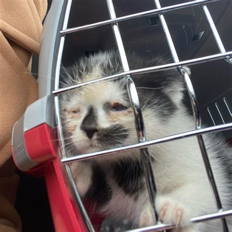 Ce chaton est si heureux de trouver une famille après avoir été rejeté