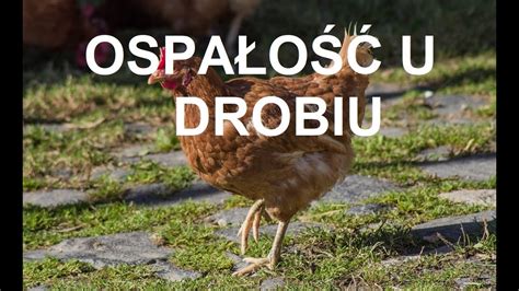 Odcinek 1081 Kury SĄ OsowiaŁe I OspaŁe Co RobiĆ I Jak ReagowaĆ Co