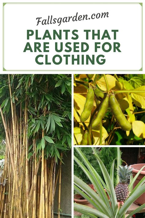 Plants That Are Used For Clothing Fallsgarden