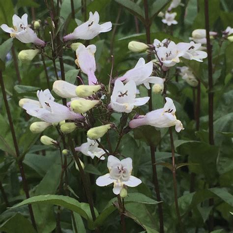 Penstemon Digitalis Husker Red Seeds Putnam Hill Nursery