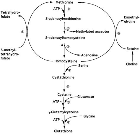 Hepatic methionine metabolism and GSH synthesis. The transsulfuration ...