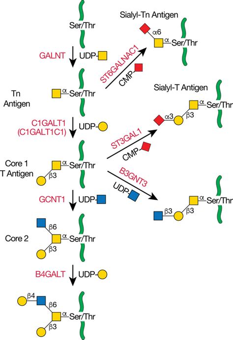 FIGURE 10 2 Biosynthesis Of Core 1 And 2 O GalNAc Glycans As