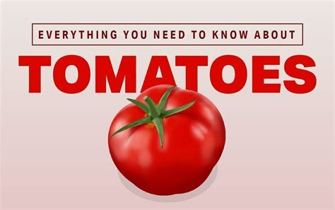 Everything You Need To Know About Tomatoes Nutrition Myfitnesspal