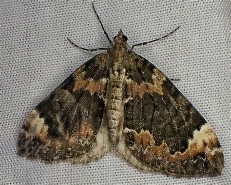 Dysstroma Citrata Dark Marbled Carpet Moth 10 000 Things Of The