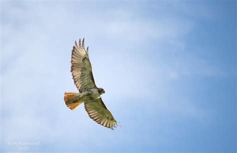 Red-tailed Hawk | BirdForum