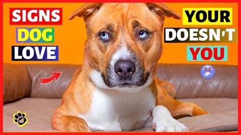 19 Signs Your Dog Doesnt Love You You Will Love 11 Youtube