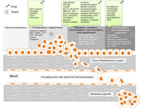 Small Molecules Intervene Tumor Metastasis Encyclopedia Mdpi