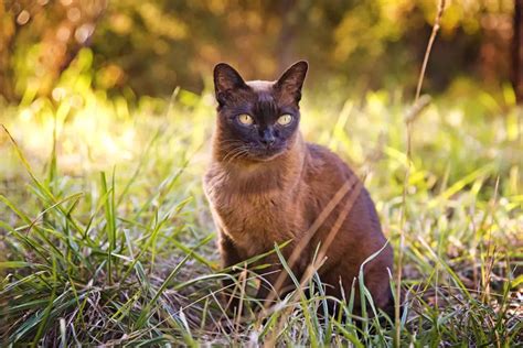 Kucing Burma Amerika Yang Loyal Dan Penyayang Fanicat