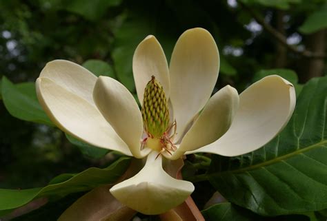 Magnolia officinalis - Trees and Shrubs Online