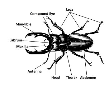 Insect Mouth Parts Diagram