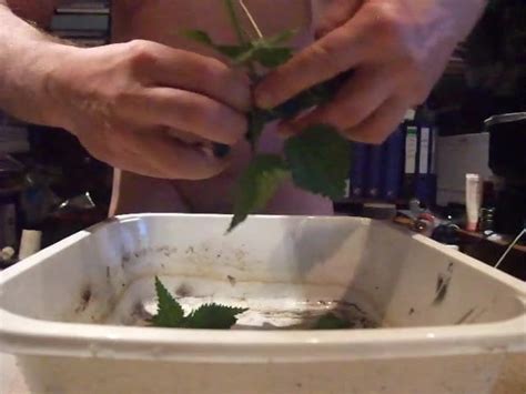 Slave J1306 Nettles For Slaves Ass German Gay Man Porn XHamster