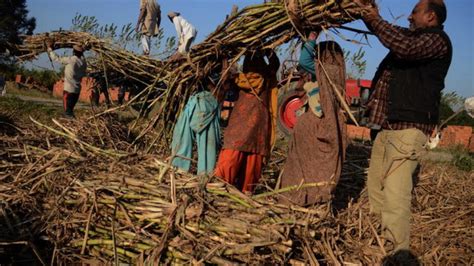 Centre Intervenes To Help Mills Clear Sugarcane Arrears To Farmers