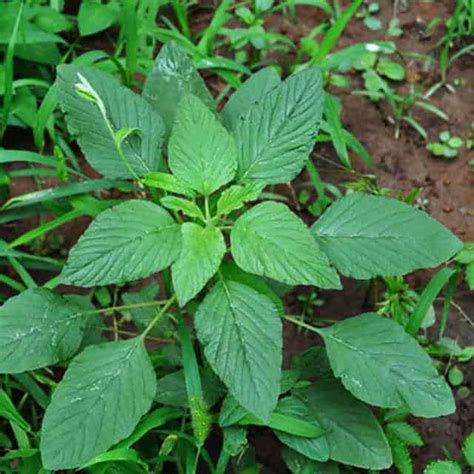 Amaranthus Retroflexus Amaranthus Retroflexus Position Watering