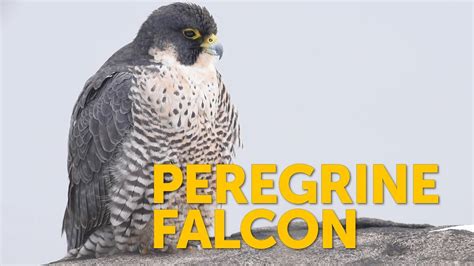 Falcon Images: Coopers Hawk Vs Peregrine Falcon