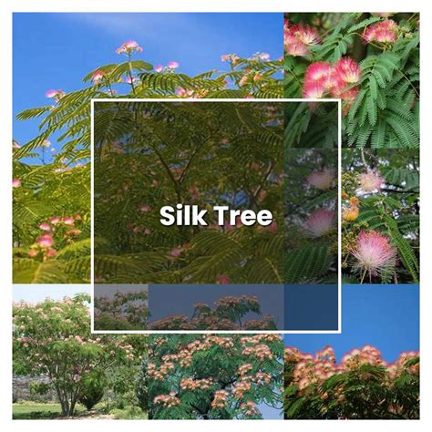 How to Grow Silk Tree - Plant Care & Tips | NorwichGardener