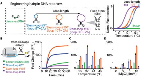 Figure 2 From Enhancement Of Crispr Cas12a Trans Cleavage Activity Using Hairpin Dna Reporters