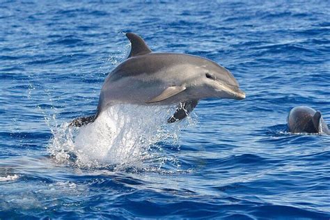 Dolphin Watching Tour With Snorkelling From Olbia