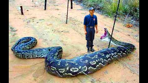 Man Eaten By Anaconda