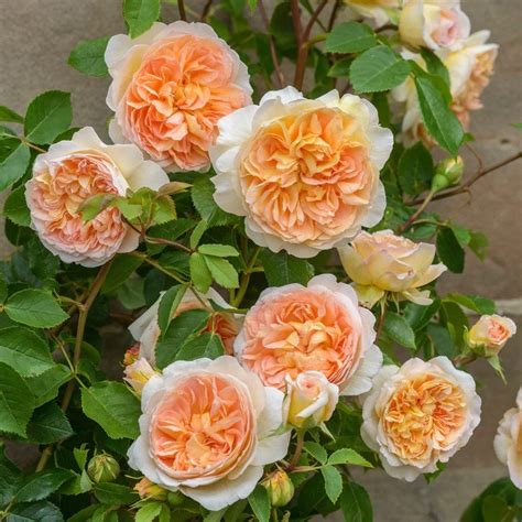 David Austin Roses In Palatine Chicago Area Knupper S Flower Garden