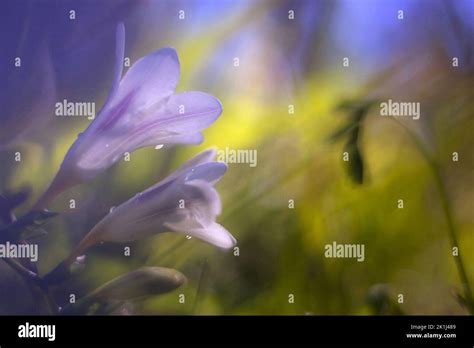 A Freesia Freesia X Hybrida In Flower Popular As An Ornamental And