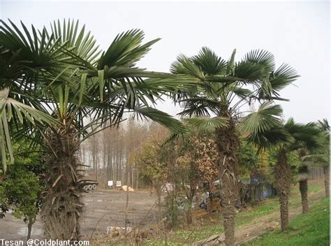 Trachycarpus Fortunei Tesan Seeds Seedlings Price And Photos From