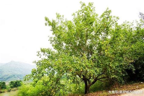 农村这种树名字很土 叶子上到处都是破洞 晒干后却能治病做凉茶