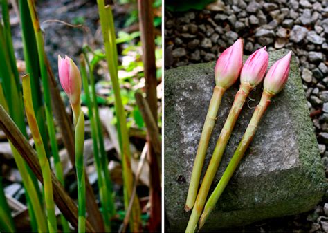 Spices Unearthed: Torch Ginger Flower (Bunga Kantan) | Season with Spice