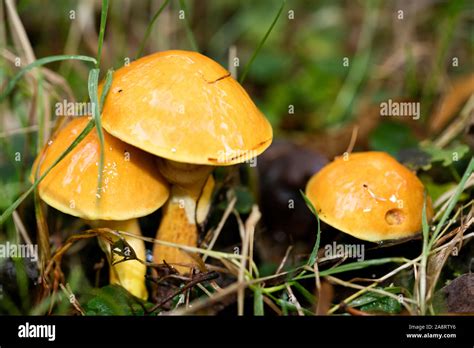 Mushroom close up in wild nature background fifty megapixels Stock ...